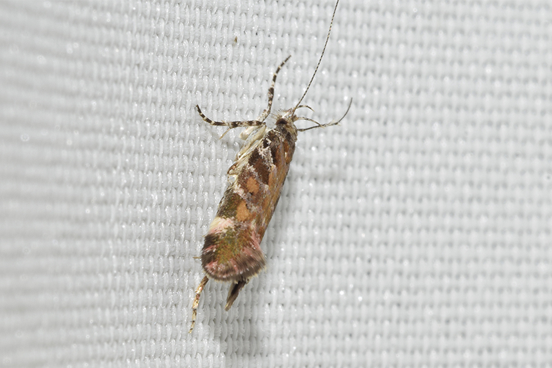 Aristotelia decurtella - Gelechiidae